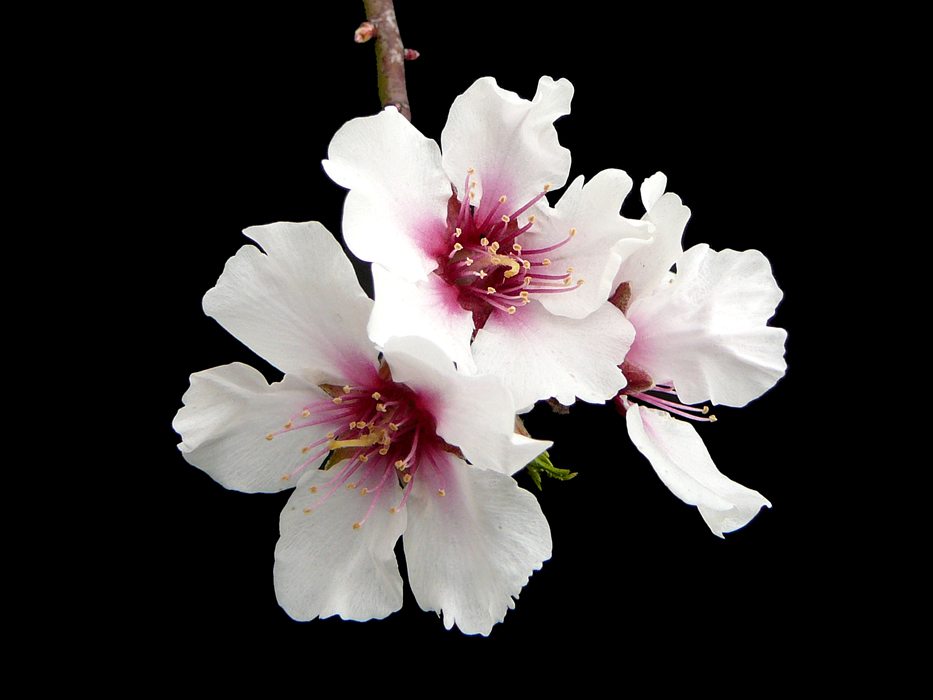 012 Fiore di mandorlo Foto Immagini piante, fiori e funghi, fiori