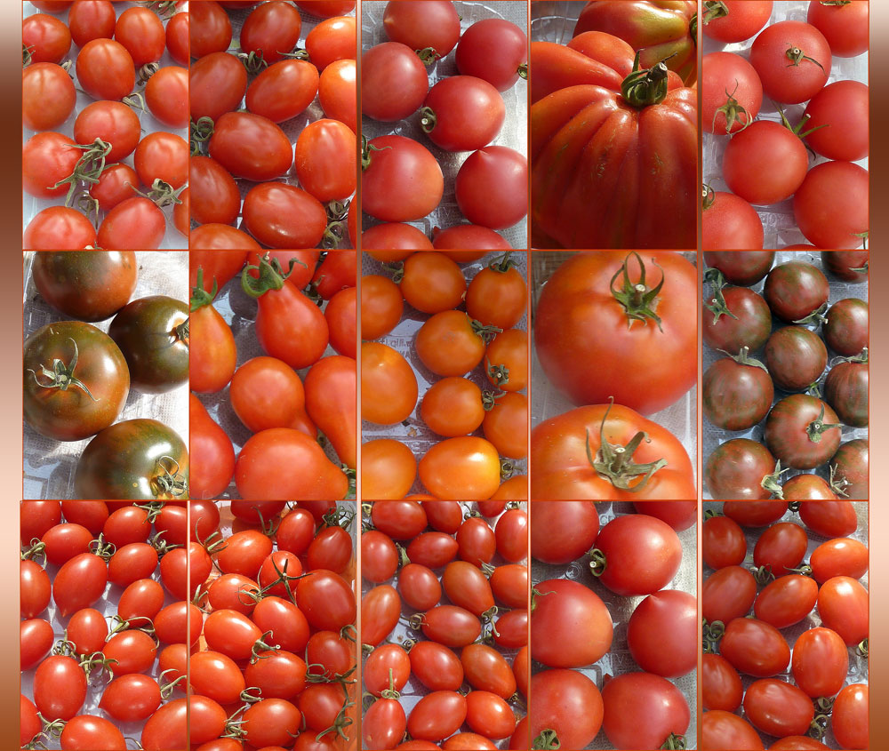 15 verschiedene Tomatensorten&hellip; Foto &amp; Bild fotokunst, collagen aus