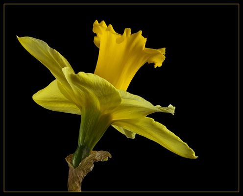 16.01.2016 - Draußen ist es winterlich .. aber im Gartencenter entstehen die ersten Frühlingsgefühle