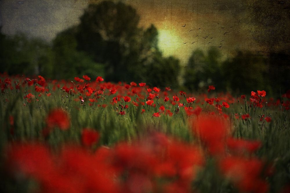 MOMENTI E COLORI... di maurizio58