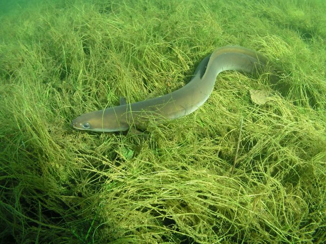 "Aal im Gras" Foto & Bild sport, wassersport, im unterwasser Bilder