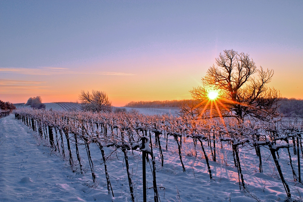 Abendsonne im Weinberg I Foto & Bild jahreszeiten, winter, natur