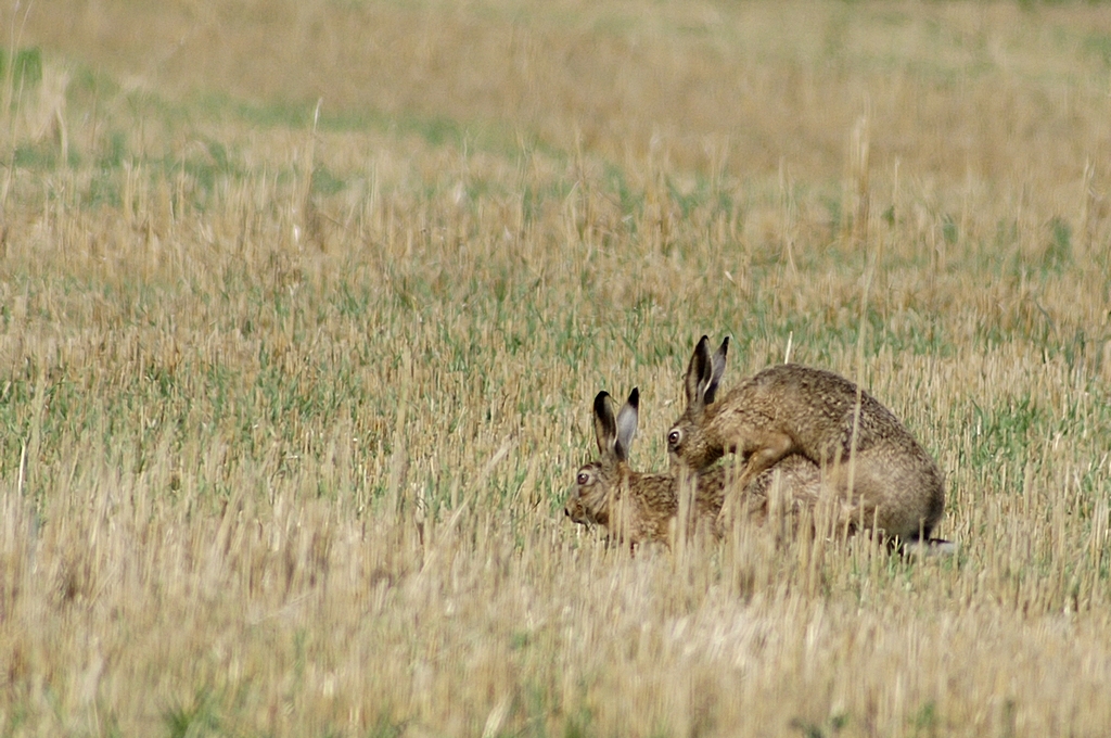 Accouplement de lièvres photo et image animaux, animaux sauvages, bovidés à l