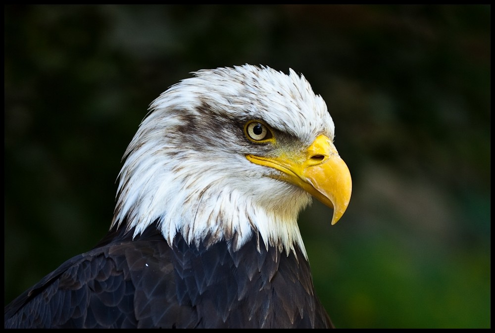 Adler Vogel Bilder Adler Vogel Bilder