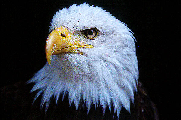 Adler Foto Adler Foto