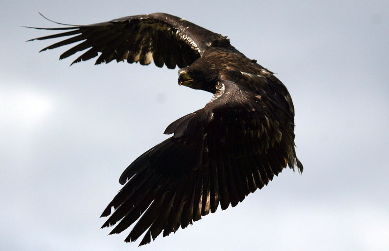 Adler Im Anflug Adler Im Anflug