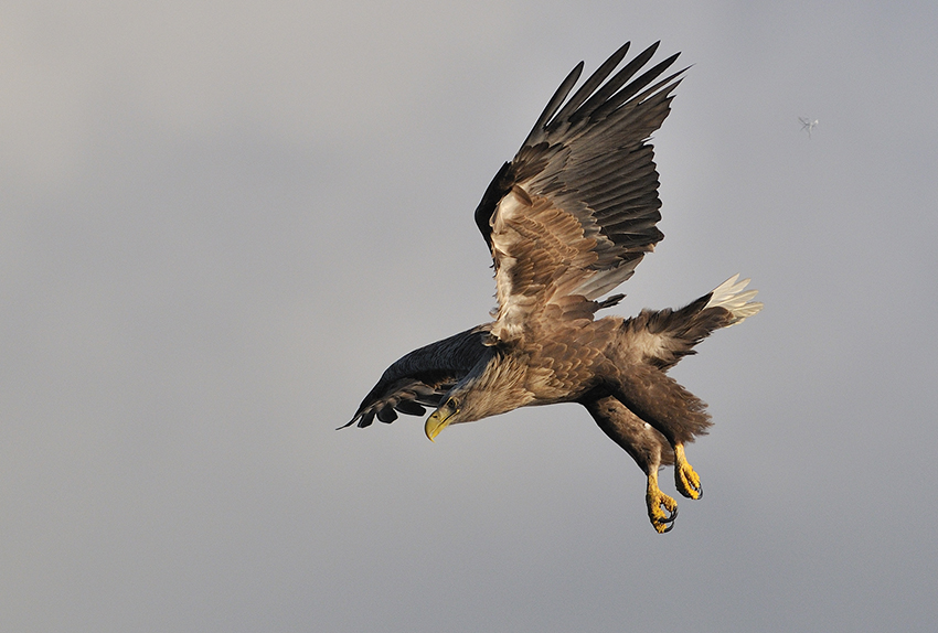 Adler Im Sturzflug Adler Im Sturzflug