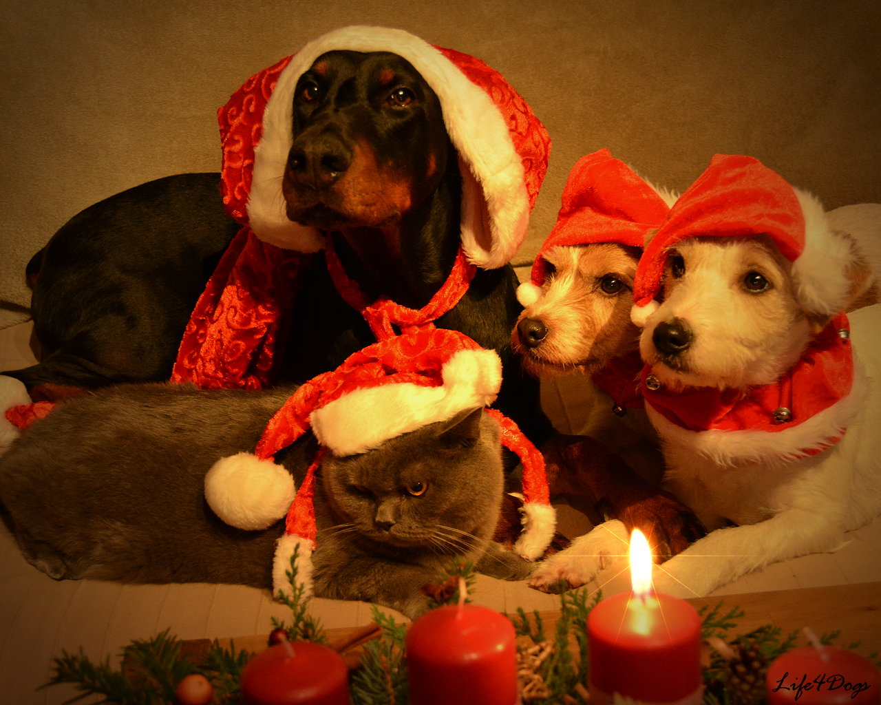 Advent Advent Foto Bild tiere haustiere hunde