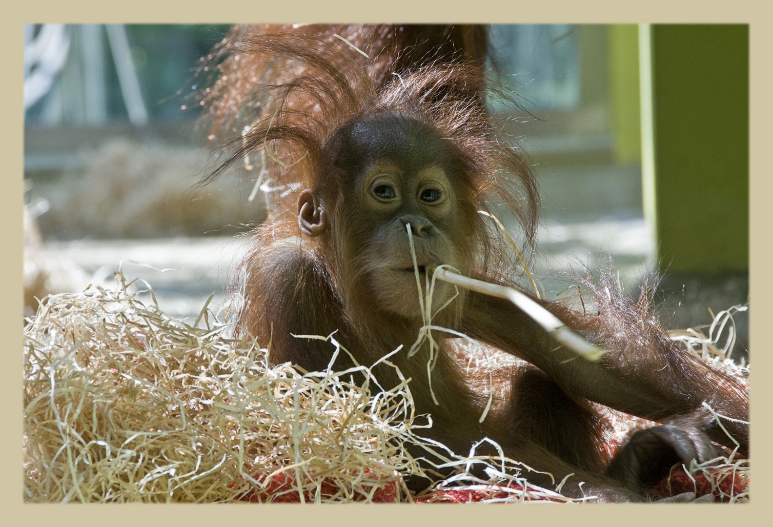 Affenbaby Foto & Bild | tiere, tierkinder, natur Bilder auf fotocommunity
