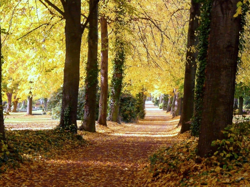 Allee im Herbst Foto & Bild landschaft, alleen, natur Bilder auf