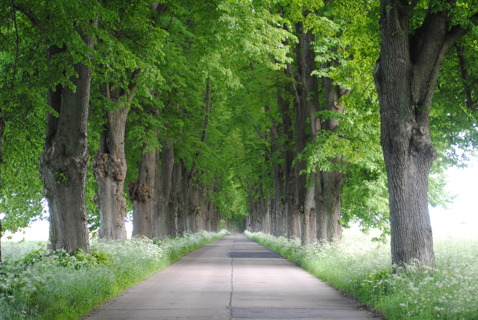 Allee im Sommer Foto & Bild landschaft, alleen, allee Bilder auf