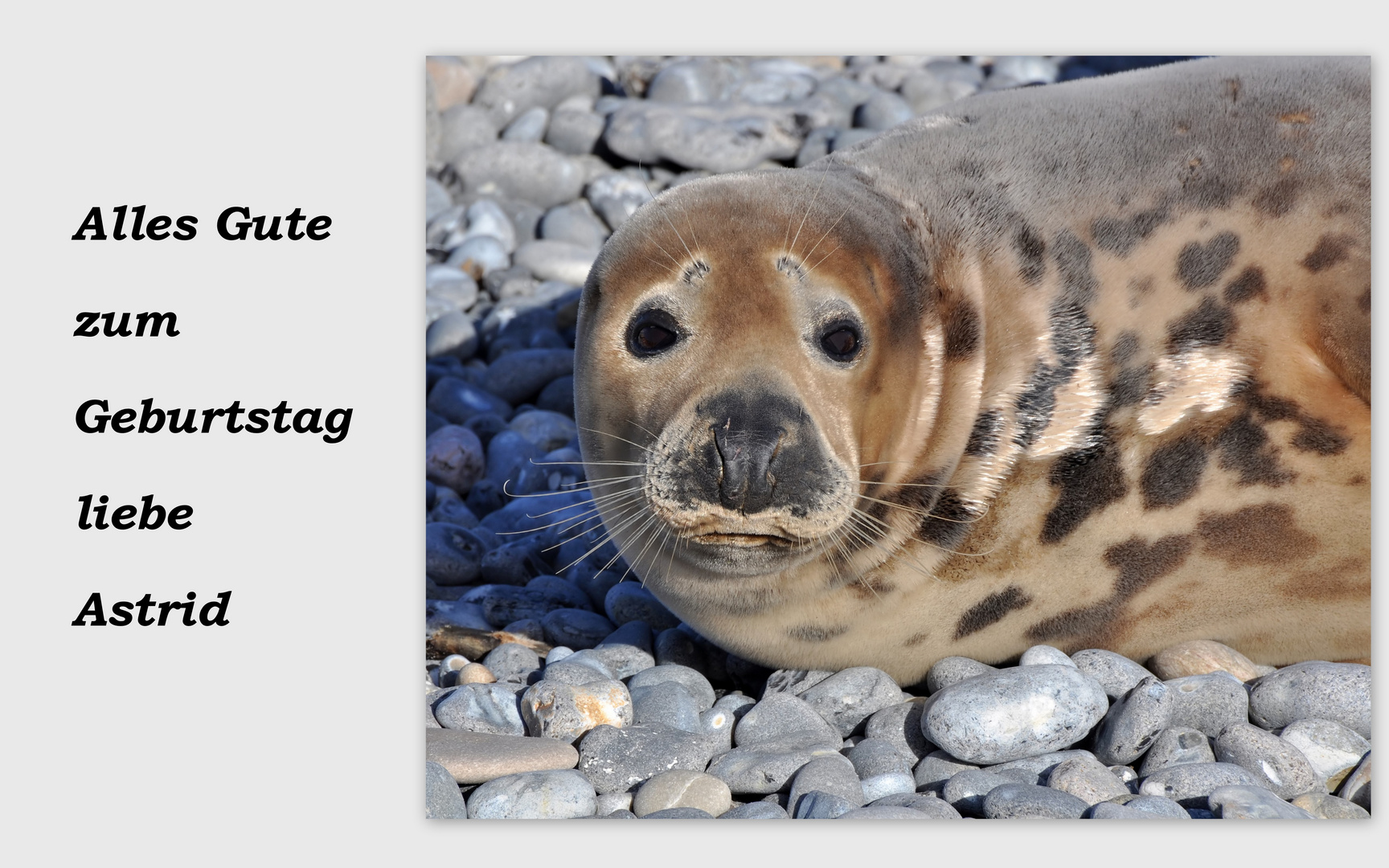 foto alles gute zum geburtstag alles gute zum geburtstag astrid foto bild gratulation foto alles gute zum geburtstag alles gute zum geburtstag astrid foto bild gratulation