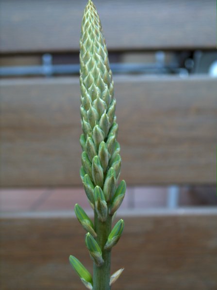 /"comestible!/" Véritable Aloe Vera /"Barbadensis Miller/" Sweet médicinales 4stk