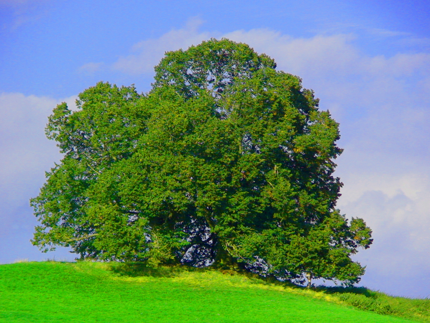 Alt Baum / Sommer Foto & Bild pflanzen, pilze & flechten