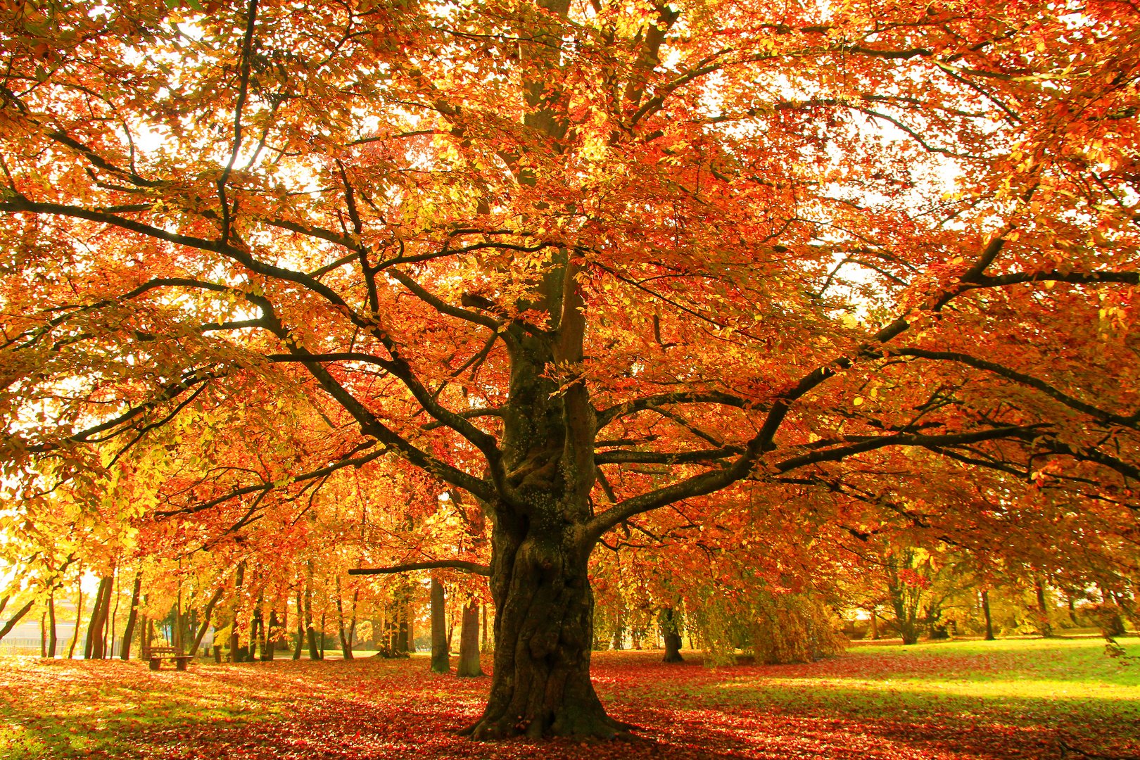 alte Buche im Herbst Foto & Bild pflanzen, pilze & flechten, bäume