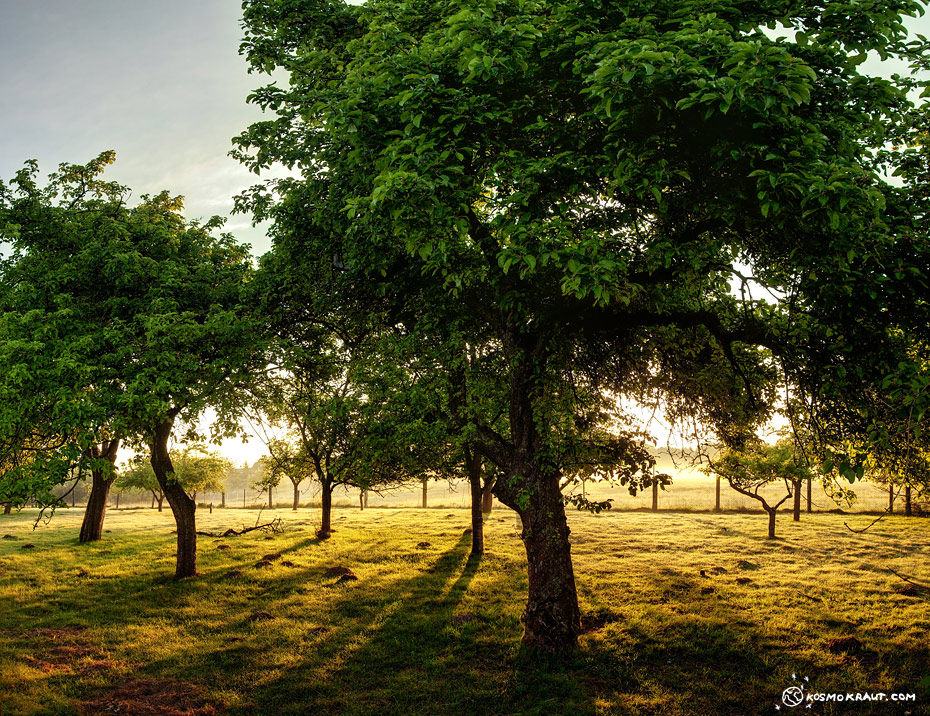 Alter Obstgarten Foto & Bild | landschaft, garten- & parklandschaften