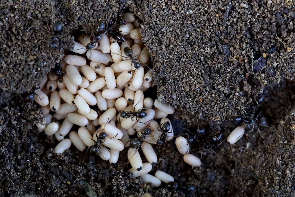 Ameisen Puppenkokon (II) Foto & Bild tiere, wildlife, insekten