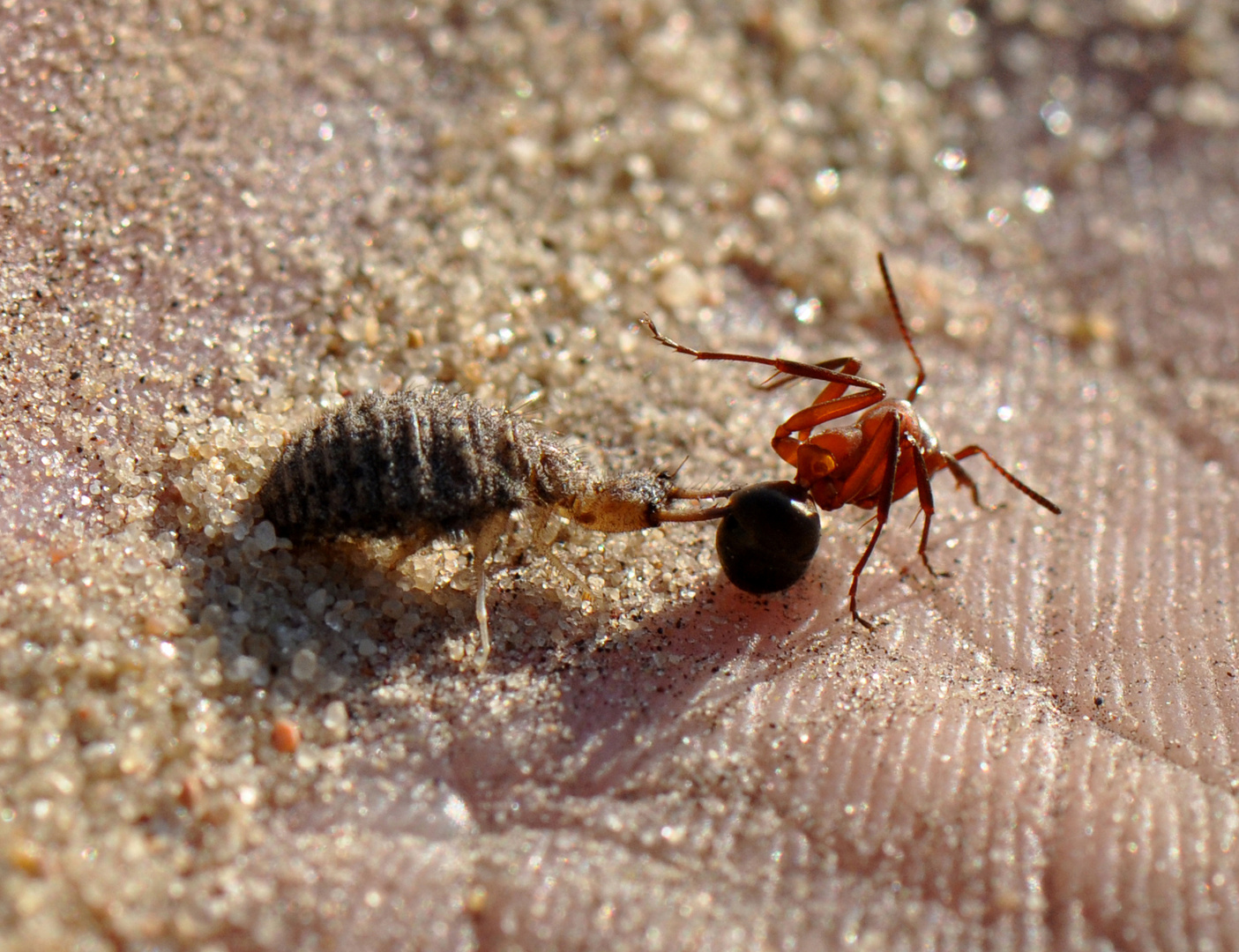 Ameisenlöwe Foto & Bild natur, kampf, landschaft Bilder auf