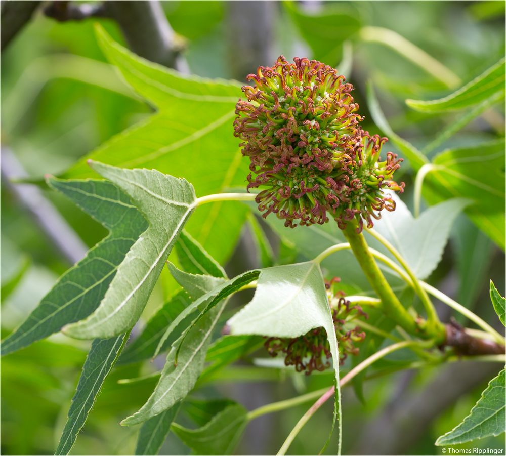 Amerikanischer Amberbaum (Liquidambar styraciflua) Foto & Bild