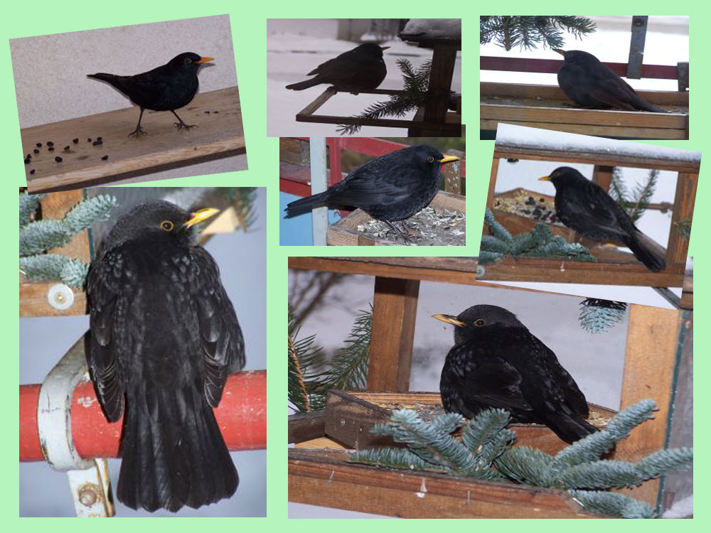 Amsel am Vogelhaus Foto & Bild tiere, wildlife, wild lebende vögel
