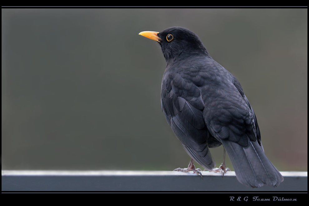 Amsel, Drossel, Fink und Star&hellip;&hellip; Foto &amp; Bild tiere, wildlife, wild
