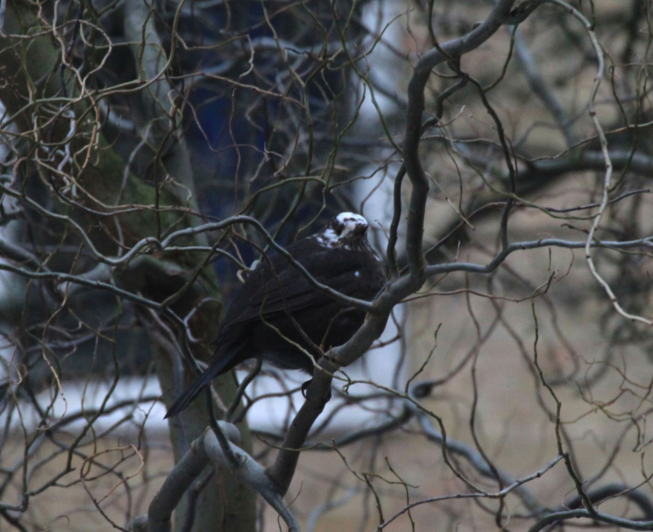 Amsel mit weißem Kopf Foto & Bild tiere, wildlife, wild lebende vögel Bilder auf