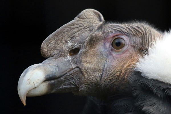 Kondor Fotos & Bilder auf fotocommunity