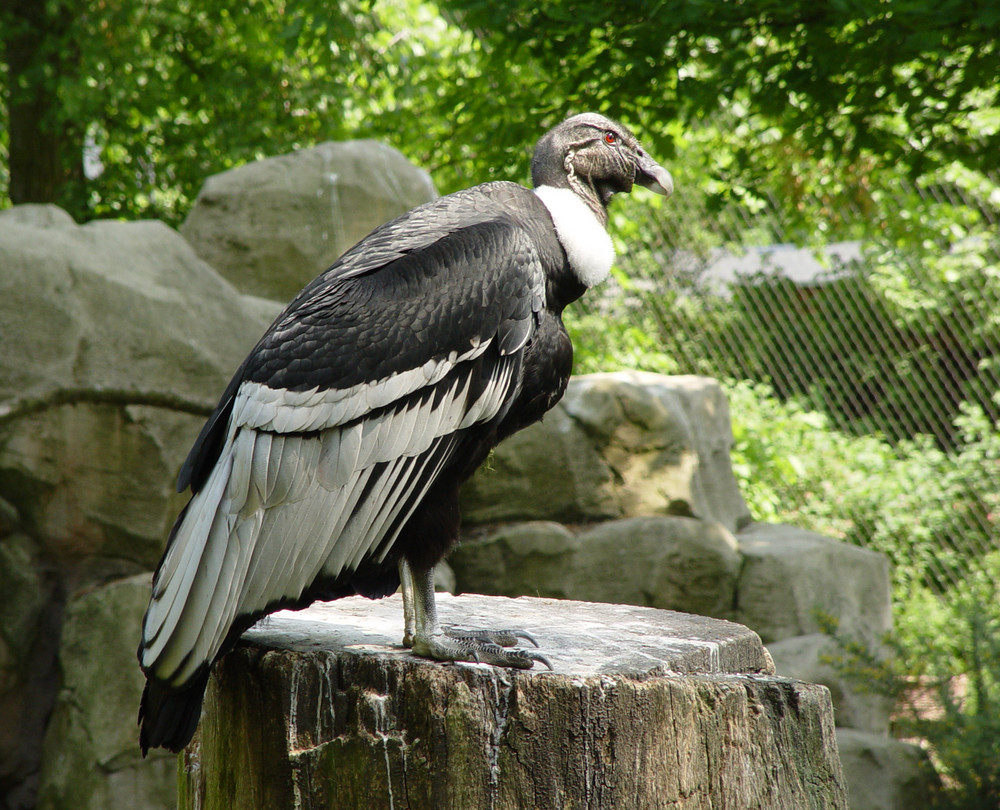 andenkondor-foto-bild-tiere-zoo-wildpark-falknerei-v-gel