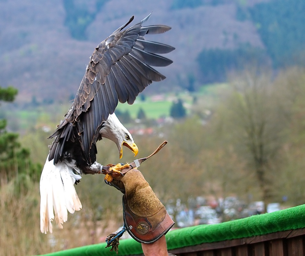 Angriff ! Foto & Bild tiere, zoo, wildpark & falknerei, vögel Bilder