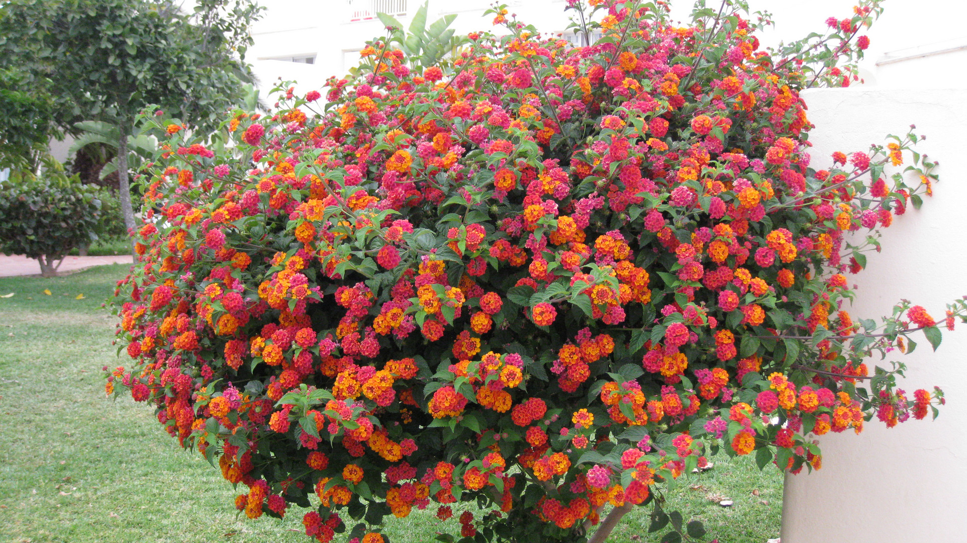 arbustes à fleurs arbuste en fleurs photo et image fleurs nature images fotocommunity arbustes à fleurs arbuste en fleurs photo et image fleurs nature images fotocommunity
