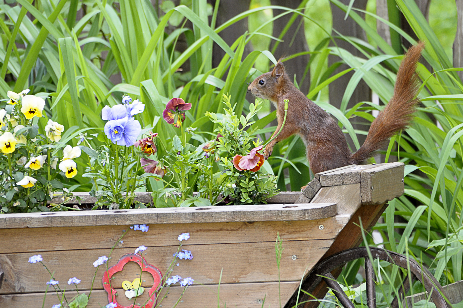 Auch Eichhörnchen mögen schöne Gärten Foto &amp; Bild tiere