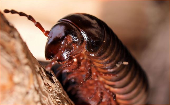 Tausendfüssler Fotos & Bilder auf fotocommunity