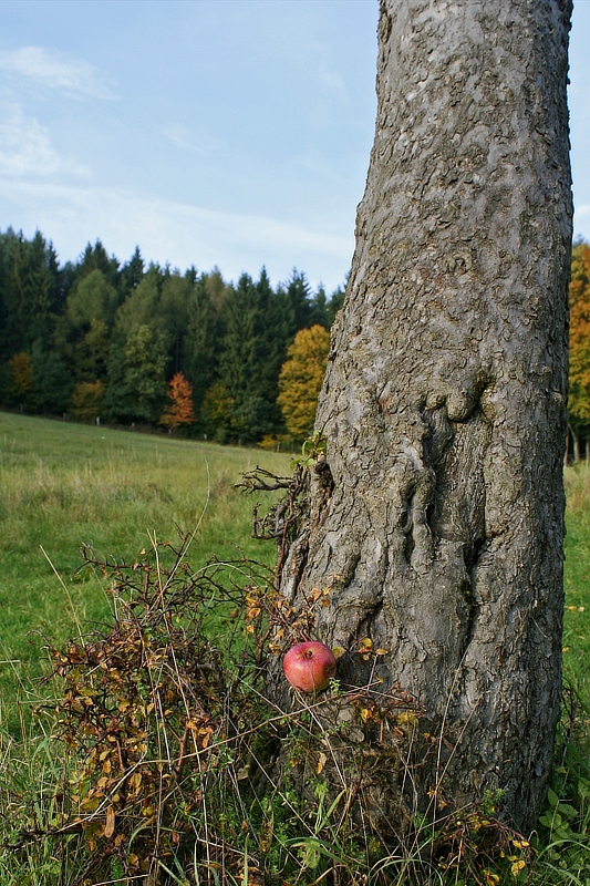 aufgefangen! oder DER APFEL FÄLLT NICHT WEIT VOM STAMM Foto & Bild redensarten in bildern