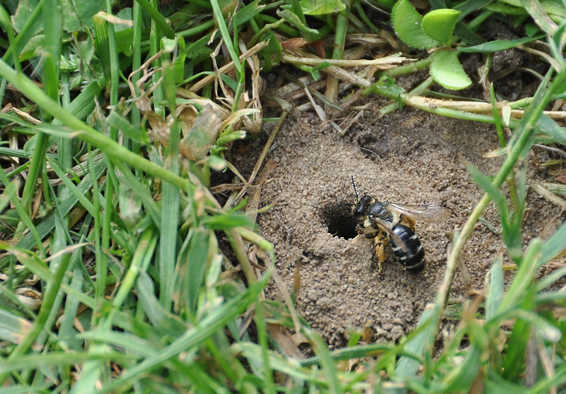 Aus der Erde 01 Foto & Bild tiere, wildlife, insekten Bilder auf