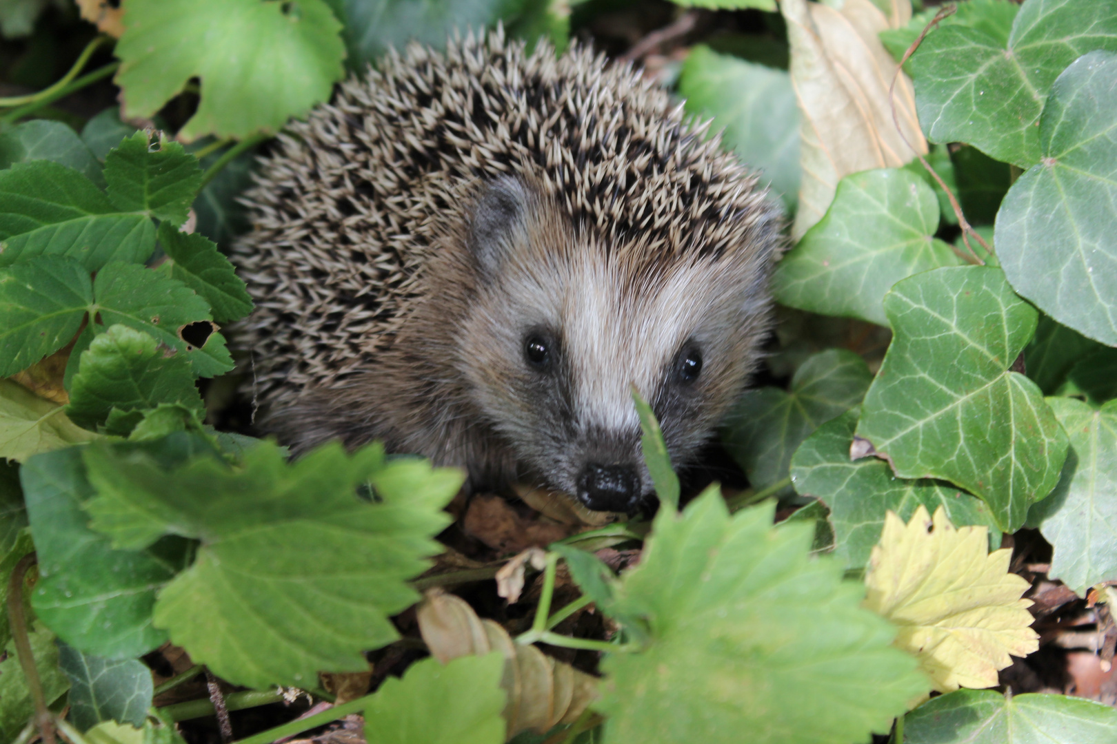 Baby-Igel Foto &amp; Bild | tiere, tierkinder, anfänger Bilder auf ...