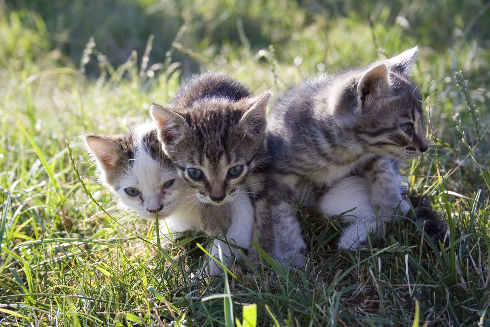 Britisch Kurzhaar (BKH) Kitten und Britisch Langhaar
