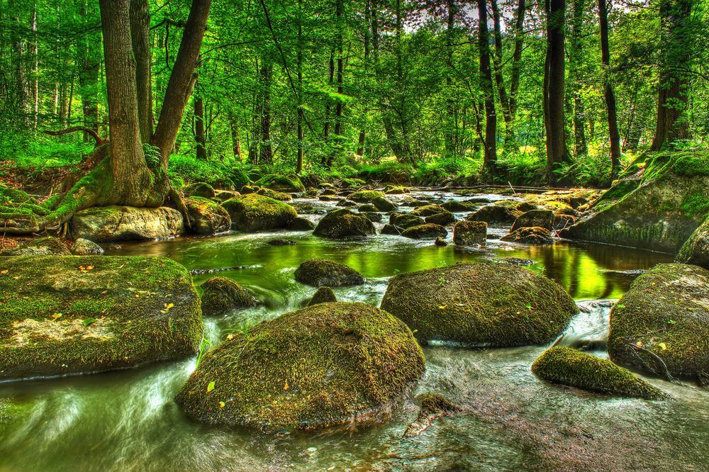 Bach im Wald Foto & Bild | landschaft, bach, fluss & see, bachläufe