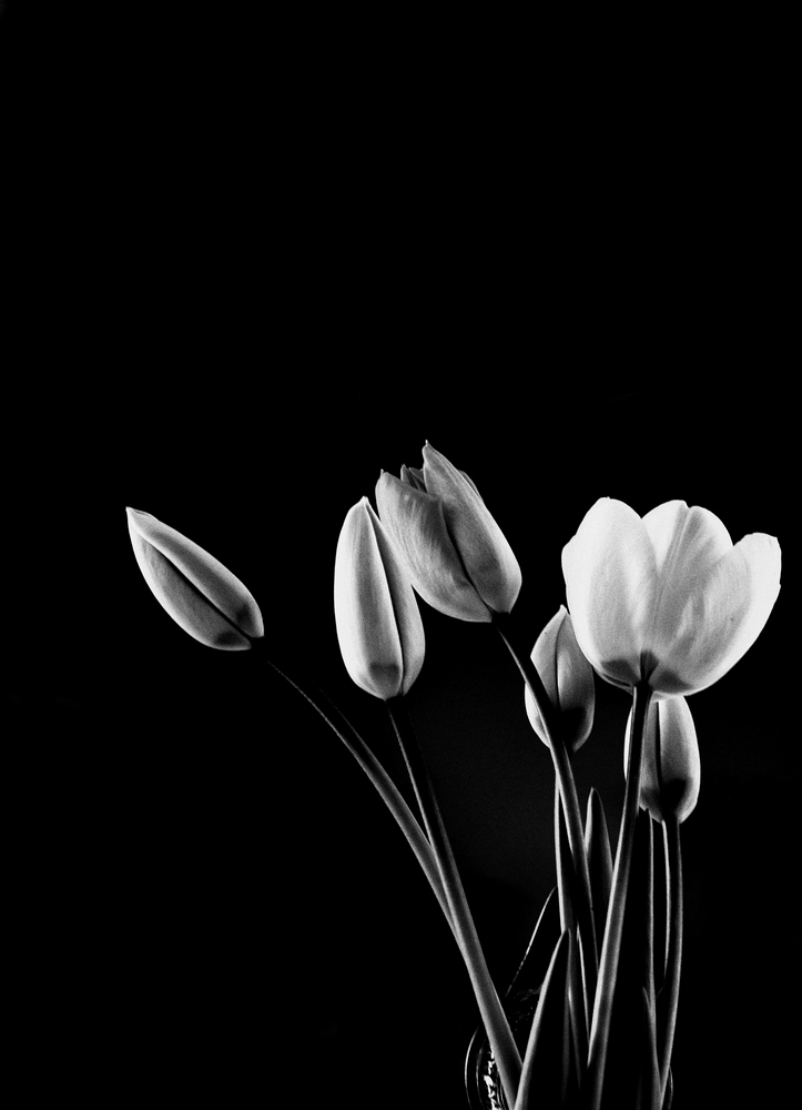 BACK TO BLACK by Inez Correia Marques BACK TO BLACK by Inez Correia Marques