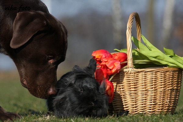 Ein Hund Zu Ostern