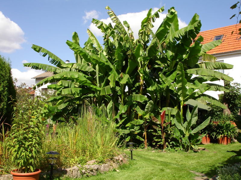 Bananenstauden im Garten Foto & Bild pflanzen, pilze
