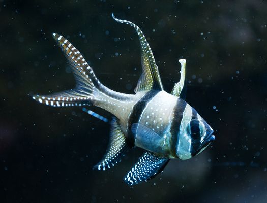 Zoo: Fische Bilder & Fotos