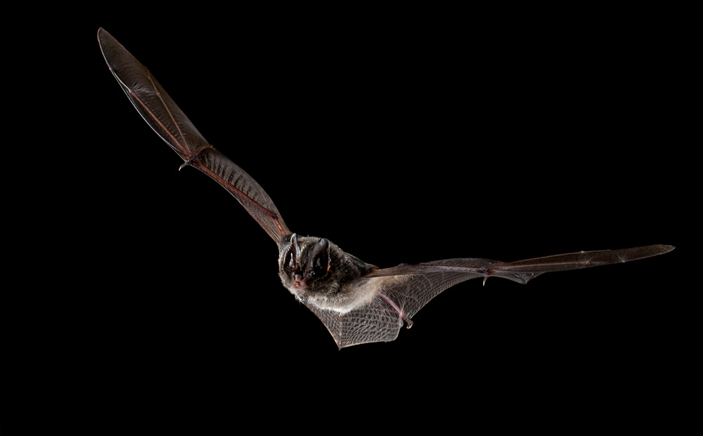 Barbastella barbastellus Foto & Bild tiere, wildlife, säugetiere