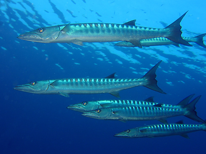 Barrakudas Foto & Bild unterwasser, naturkreativ, aufnahmetechniken