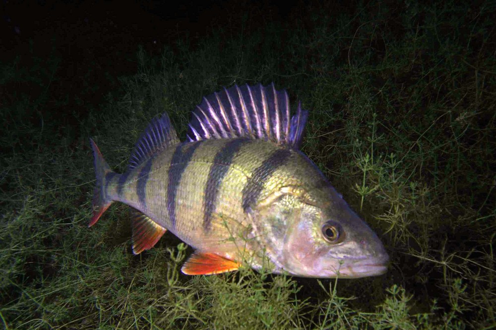 Barsch bei Nacht Foto & Bild unterwasser, uwsüsswasser, natur