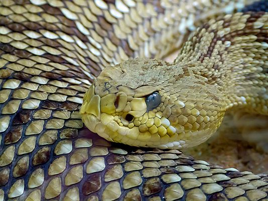 Basilisken- oder Mexikanische Westküstenklapperschlange 2 (Crotalus basiliscus)