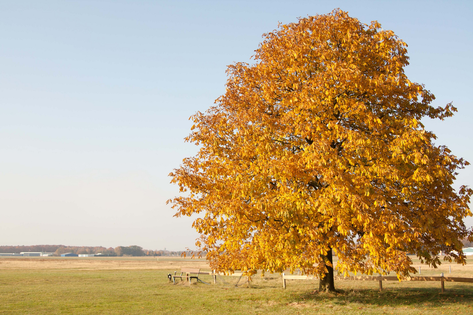 Baum im Herbst Foto & Bild jahreszeiten, herbst, natur