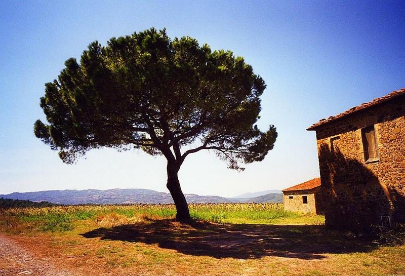Baum in der Toskana Foto & Bild landschaft, Äcker, felder & wiesen
