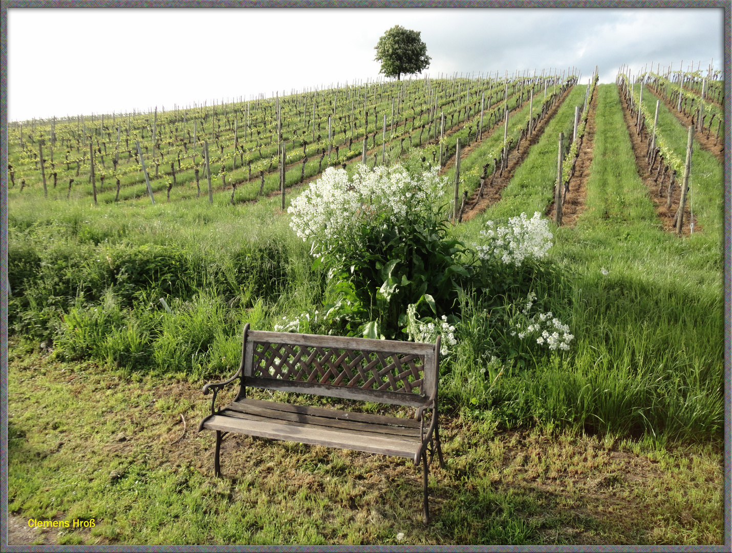 Baum Weinberg Bank Foto & Bild landschaft, natur Bilder auf