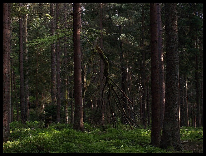 Baumbart aus Herr der Ringe?? Foto & Bild landschaft, wald, natur Bilder auf