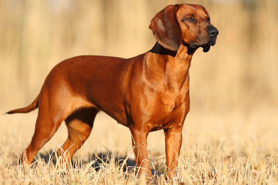 Bayerischer Gebirgsschweißhund: A Hunter's Best Friend 3 Personality Of Bayerischer Gebirgsschweißhund